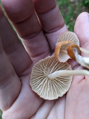 Marasmius vagus