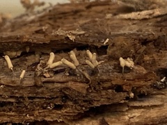 Arcyria cinerea