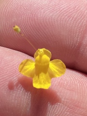 Utricularia subulata