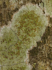 Lecanora carpinea