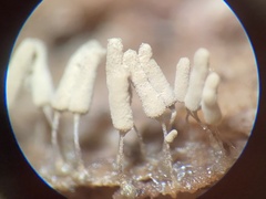 Arcyria cinerea