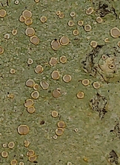 Lecanora carpinea