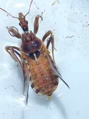 Rhynocoris erythropus