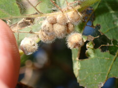 Celticecis pubescens