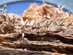 Arcyria cinerea