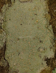 Lecanora carpinea