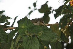 Zosterops abyssinicus