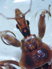 Rhynocoris erythropus