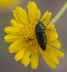 Acmaeodera resplendens