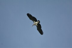 Leptoptilos crumenifer