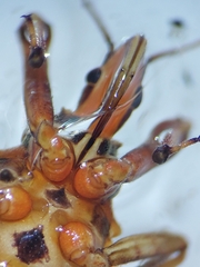 Rhynocoris erythropus