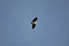 Leptoptilos crumenifer