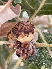 Disholcaspis eldoradensis