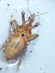 Rhynocoris erythropus