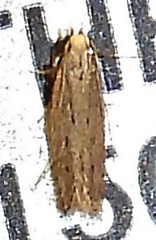 Monochroa quinquepunctella