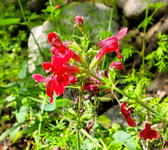 Stachys coccinea