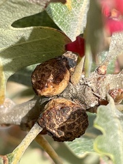 Disholcaspis eldoradensis