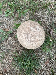 Calvatia craniiformis
