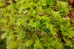 Kindbergia oregana