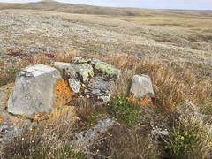 Potentilla hyparctica