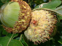 Callirhytis glandulus