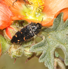 Acmaeodera knowltoni