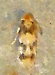 Nepticulidae