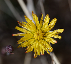 Hypochaeris glabra