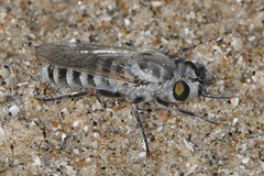 Laphystia