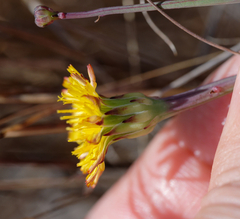 Hypochaeris glabra