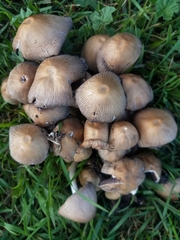 Micacei