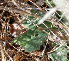 Hypochaeris glabra