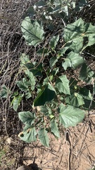 Datura discolor