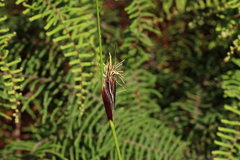 Ptilothrix deusta