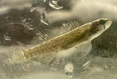 Etheostoma whipplei
