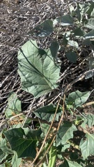Datura discolor