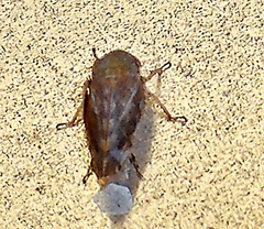 Acinopterus