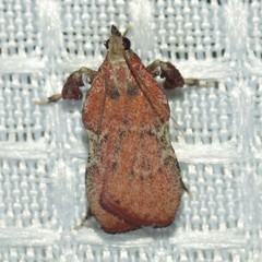 Galasa nigripunctalis