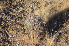 Ferocactus cylindraceus
