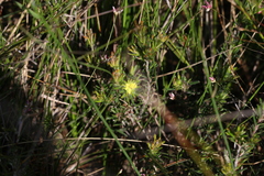 Hibbertia stricta stricta