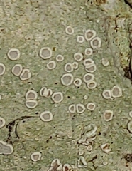 Lecanora carpinea