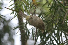 Zosterops abyssinicus