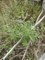 Trichostema brachiatum