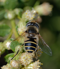 Eristalis hirta