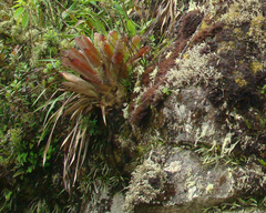 Vriesea