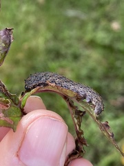 Lagium atroviolaceum
