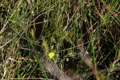 Hibbertia stricta stricta