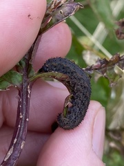 Lagium atroviolaceum