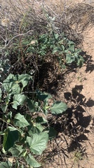 Datura discolor