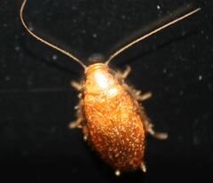 Plectoptera poeyi